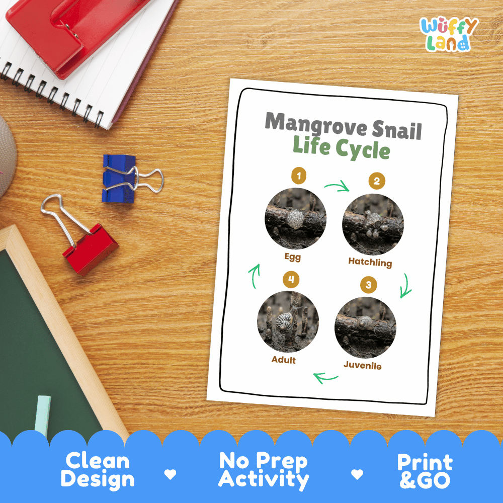 Mangrove Snail Life Cycle Poster and Cut and Paste Activity Worksheet