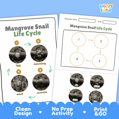 Mangrove Snail Life Cycle Poster and Cut and Paste Activity Worksheet