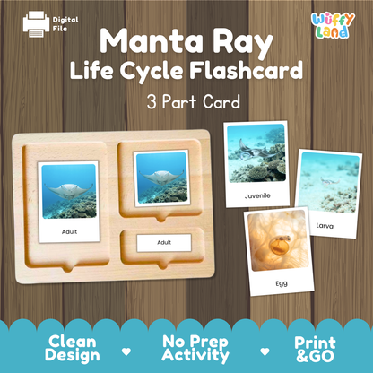 Manta Ray Life Cycle Flashcards | 3 Part Cards Montessori Science Activity