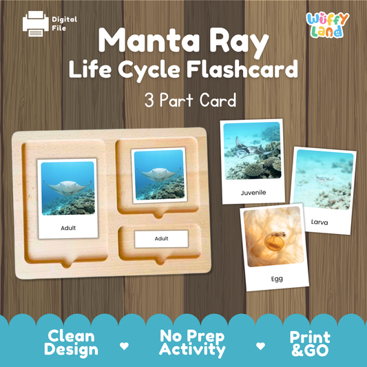 Manta Ray Life Cycle Flashcards | 3 Part Cards Montessori Science Activity