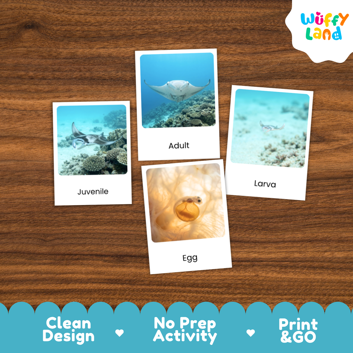 Manta Ray Life Cycle Flashcards | 3 Part Cards Montessori Science Activity