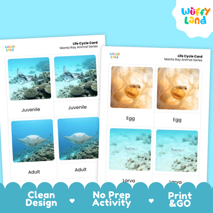 Manta Ray Life Cycle Flashcards | 3 Part Cards Montessori Science Activity