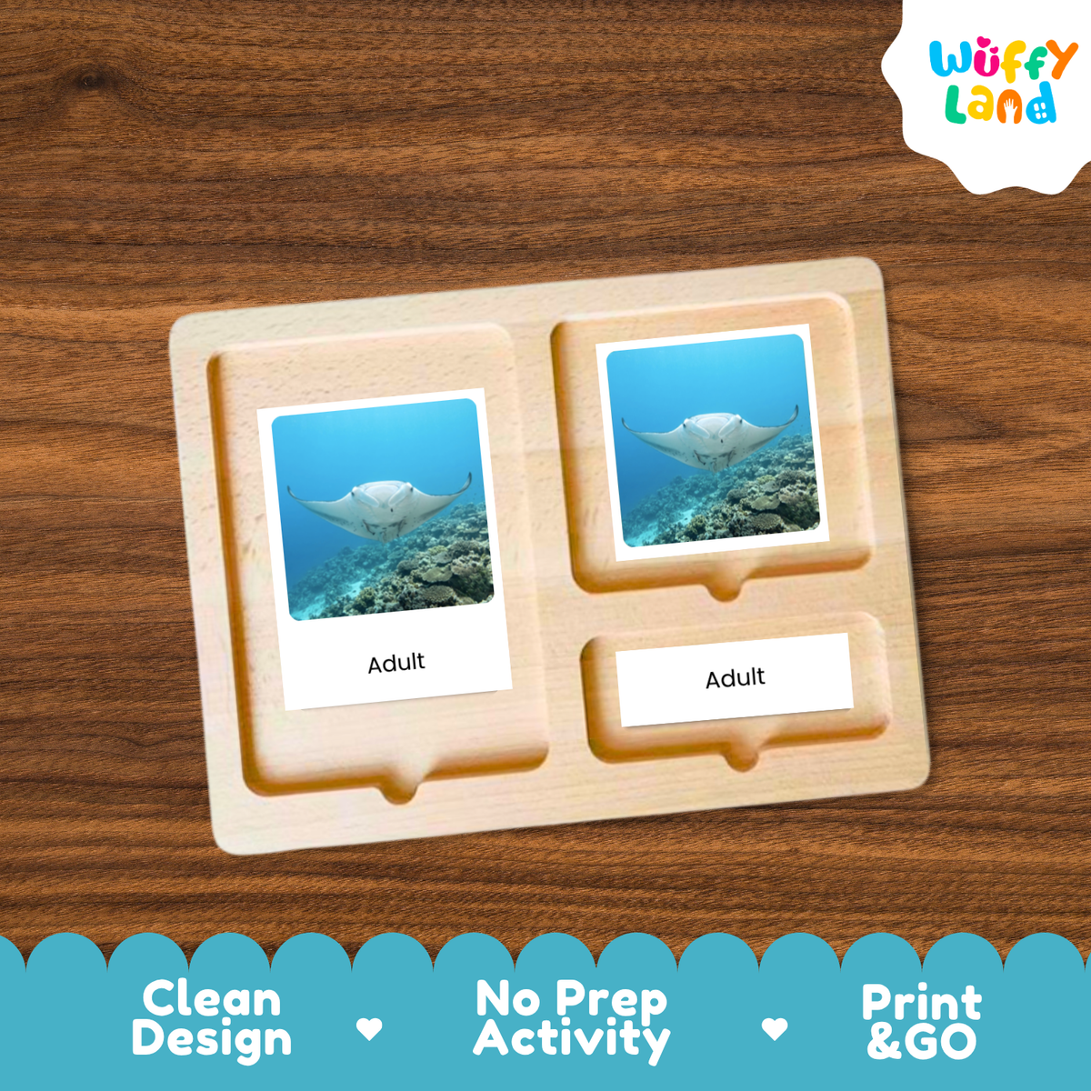 Manta Ray Life Cycle Flashcards | 3 Part Cards Montessori Science Activity