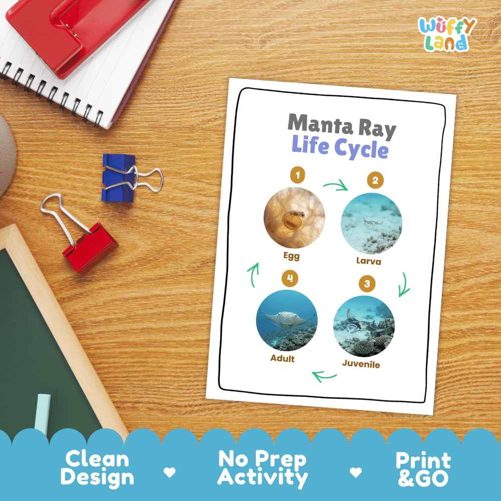 Manta Ray Life Cycle Poster and Cut and Paste Worksheet Activity
