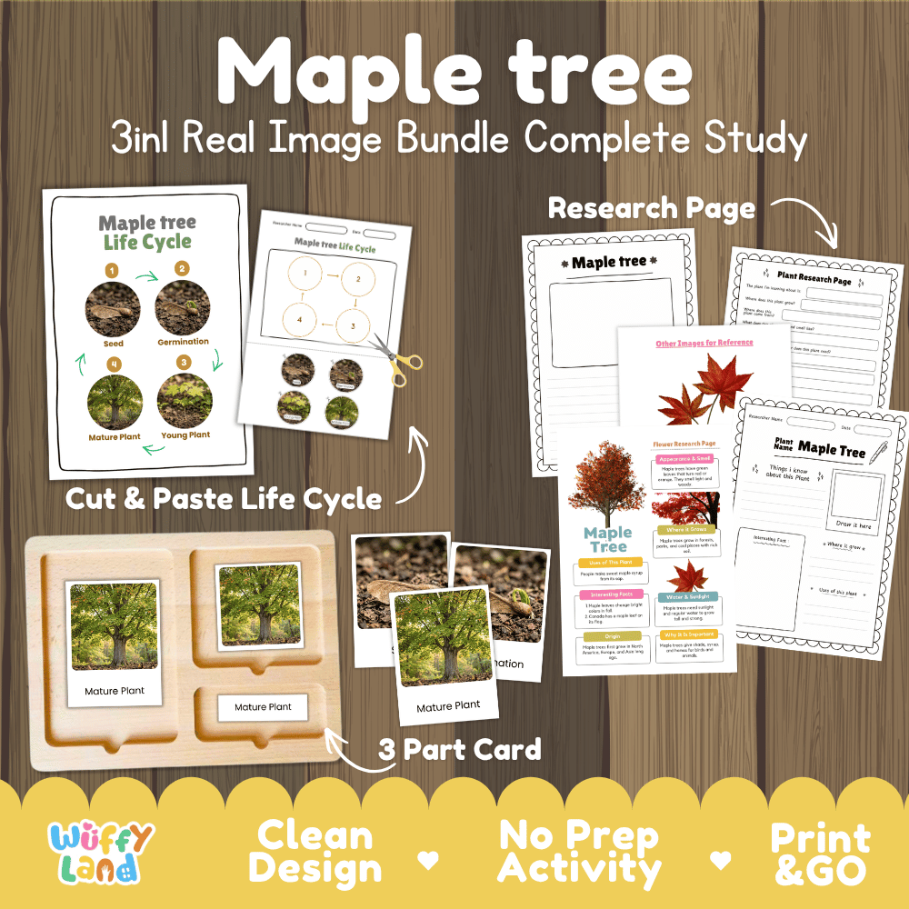 Maple tree 3in1 real image bundle complete study printable featuring life cycle cut and paste worksheets, Montessori 3-part cards, and research pages