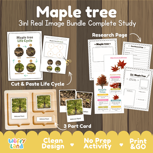 Maple tree 3in1 real image bundle complete study printable featuring life cycle cut and paste worksheets, Montessori 3-part cards, and research pages