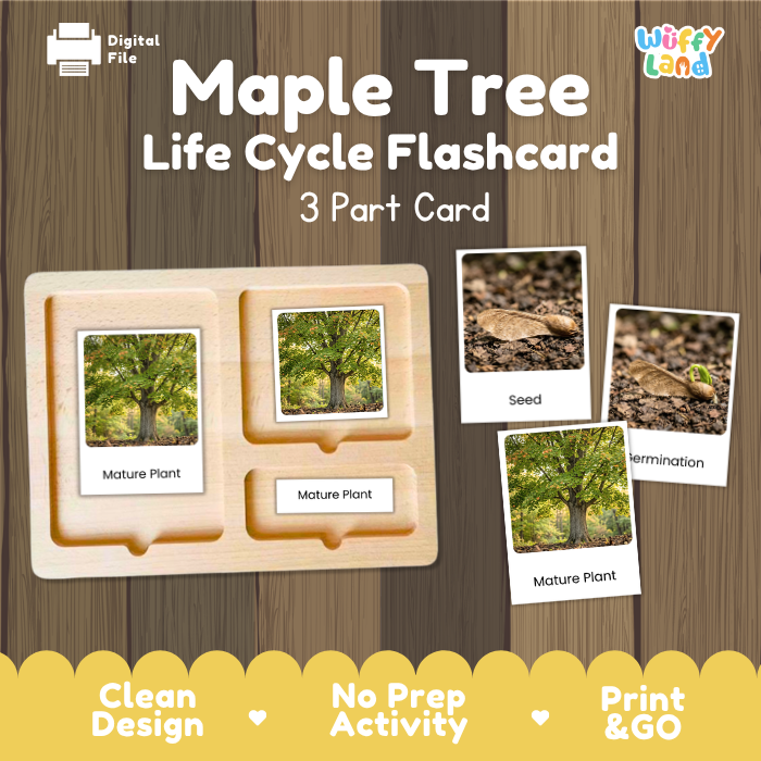 Maple Tree Life Cycle Flashcards | 3 Part Cards Montessori Science Activity
