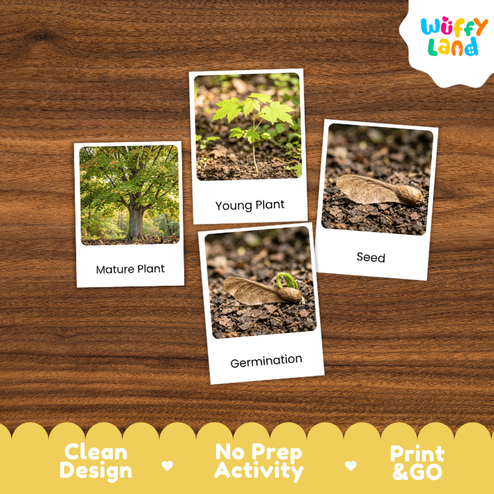 Maple Tree Life Cycle Flashcards | 3 Part Cards Montessori Science Activity