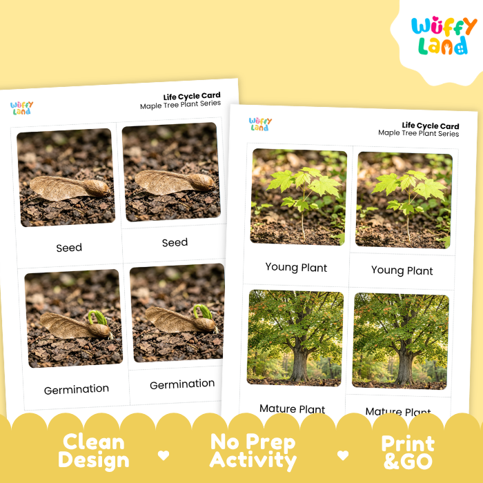Maple Tree Life Cycle Flashcards | 3 Part Cards Montessori Science Activity