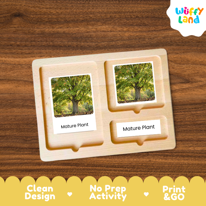 Maple Tree Life Cycle Flashcards | 3 Part Cards Montessori Science Activity