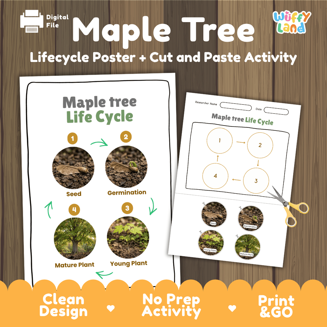 Maple Tree Life Cycle Poster and Cut and Paste Activity Worksheet