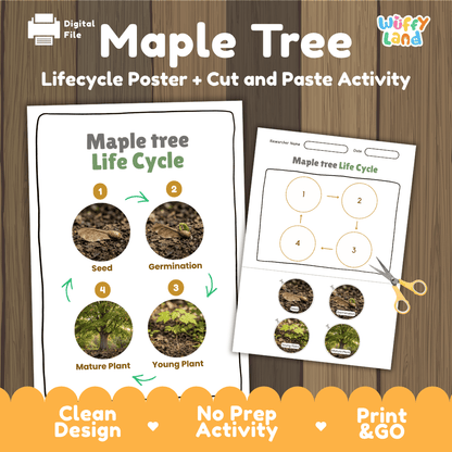 Maple Tree Life Cycle Poster and Cut and Paste Activity Worksheet