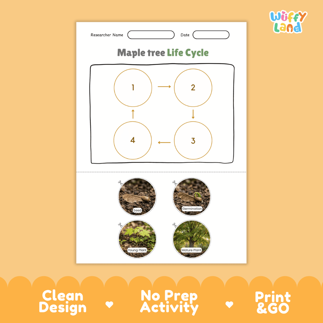 Maple Tree Life Cycle Poster and Cut and Paste Activity Worksheet