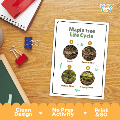 Maple Tree Life Cycle Poster and Cut and Paste Activity Worksheet