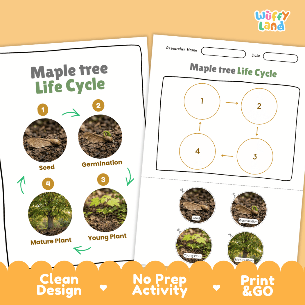 Maple Tree Life Cycle Poster and Cut and Paste Activity Worksheet