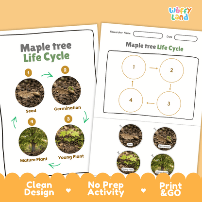 Maple Tree Life Cycle Poster and Cut and Paste Activity Worksheet