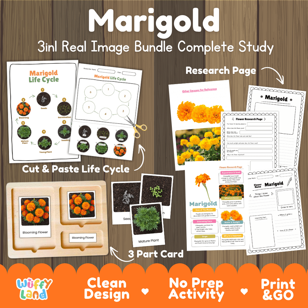 Marigold flower 3in1 real image bundle complete study printable featuring life cycle cut and paste worksheets, Montessori 3-part cards, and research pages