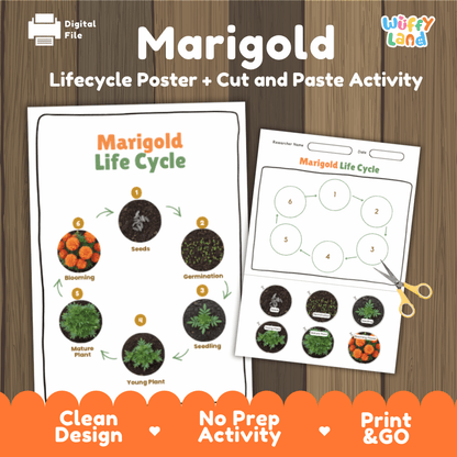 Marigold Lifecycle Poster and Cut and Paste Activity Worksheets | Plant Science Printables