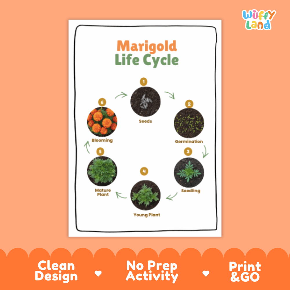 Marigold Lifecycle Poster and Cut and Paste Activity Worksheets | Plant Science Printables