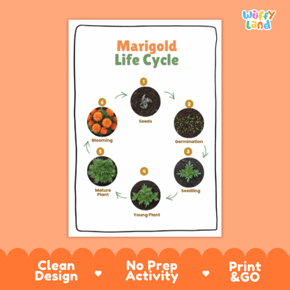 Marigold Lifecycle Poster and Cut and Paste Activity Worksheets | Plant Science Printables