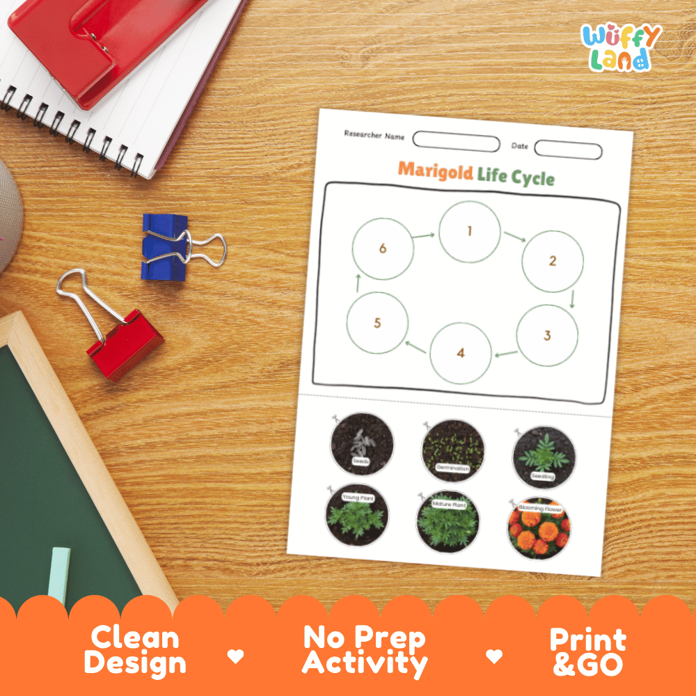 Marigold Lifecycle Poster and Cut and Paste Activity Worksheets | Plant Science Printables