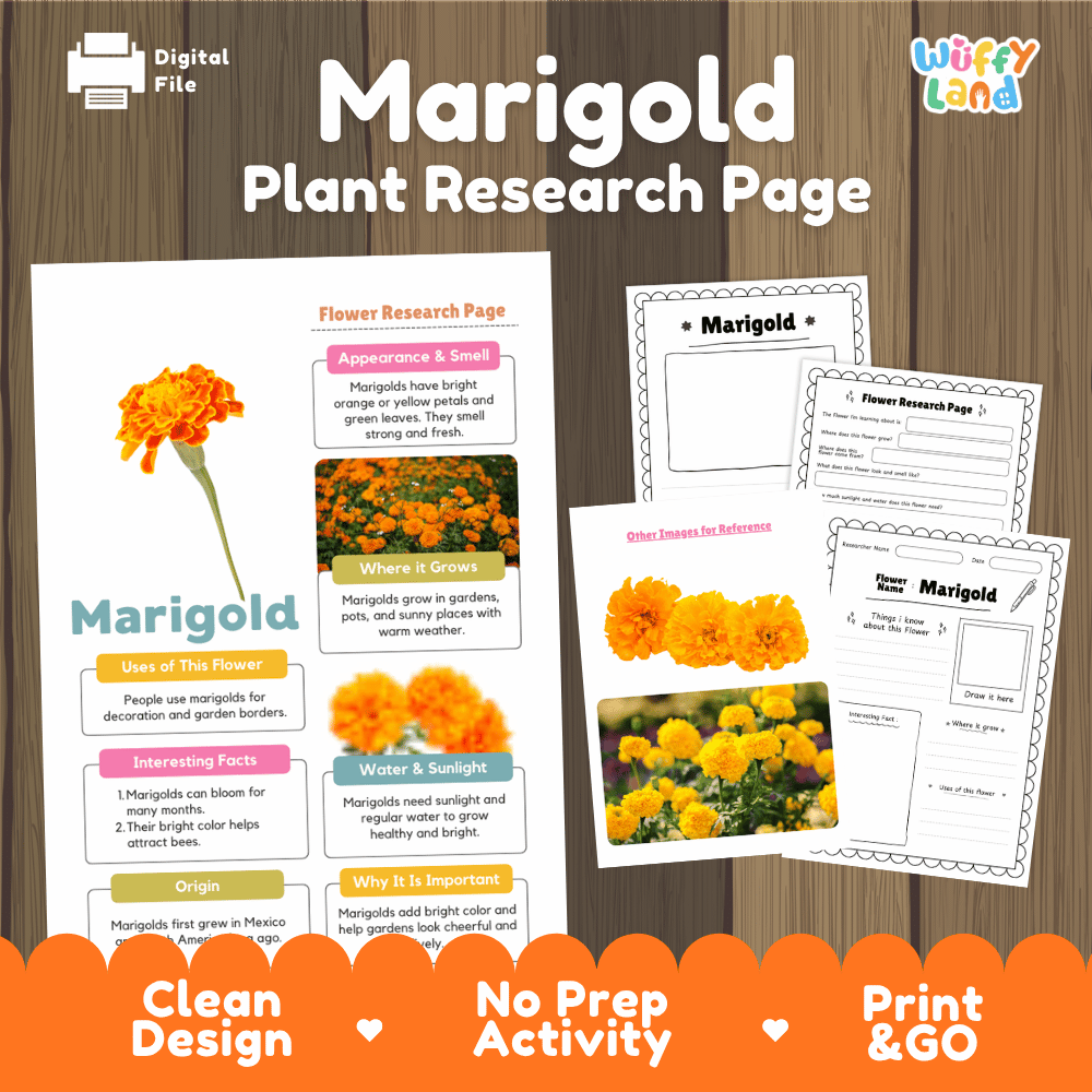 Marigold Plant Research Page and Worksheets Print and Go Activity