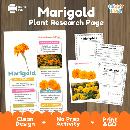 Marigold Plant Research Page and Worksheets Print and Go Activity