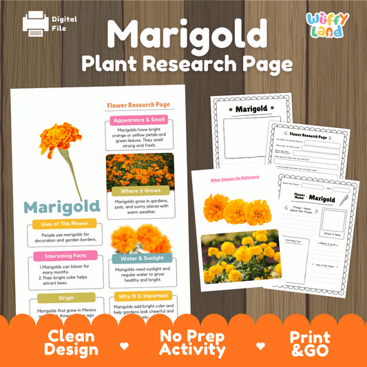 Student flower research page writing worksheets with real orange and yellow blooming marigold blossoms and flowerbed photos, lined note-taking prompts, and drawing frames