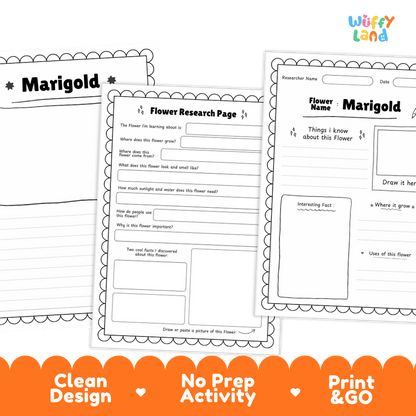 Marigold Plant Research Page and Worksheets Print and Go Activity