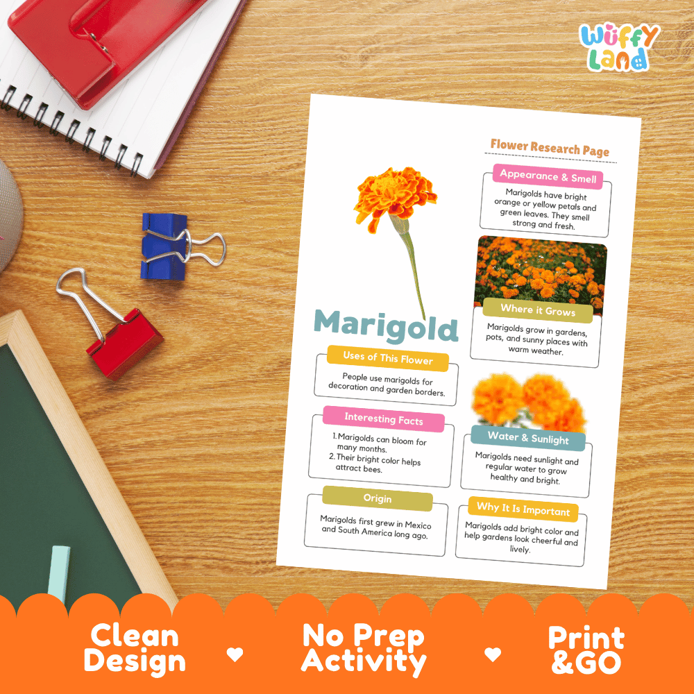 Marigold Plant Research Page and Worksheets Print and Go Activity