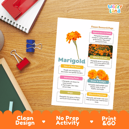 Marigold Plant Research Page and Worksheets Print and Go Activity