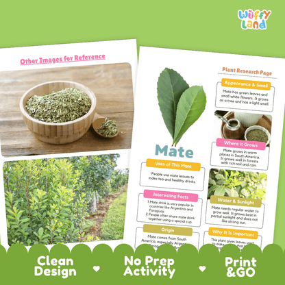Mate Plant Research Page Worksheets and Information Poster