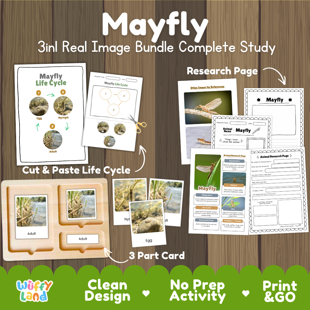 Mayfly 3-in-1 real image bundle complete study cover showing cut and paste life cycle, 3 part cards, and research pages