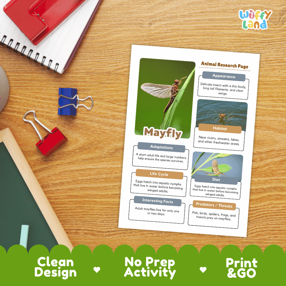 Mayfly Animal Research Page Worksheets and Fact Sheet Activity
