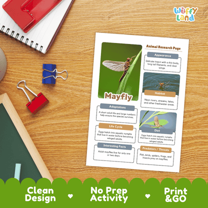 Mayfly Animal Research Page Worksheets and Fact Sheet Activity