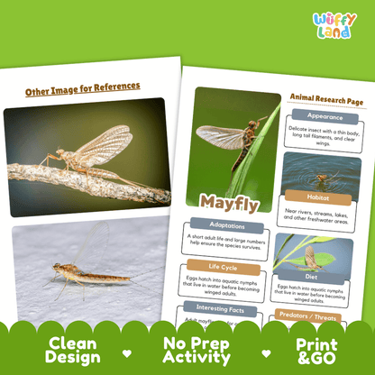 Mayfly Animal Research Page Worksheets and Fact Sheet Activity