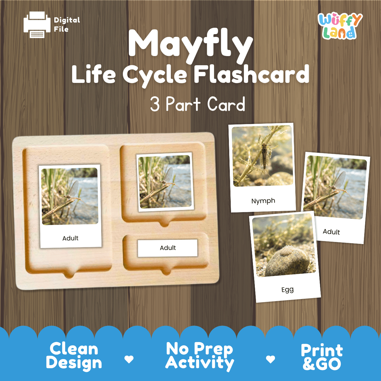 Mayfly Life Cycle Flashcards | Montessori 3 Part Cards Insect Activity