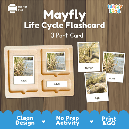 Mayfly Life Cycle Flashcards | Montessori 3 Part Cards Insect Activity