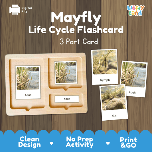 Montessori 3-part photo cards for mayfly life cycle shown on wooden tray paired with animal research report worksheets and reference photo page