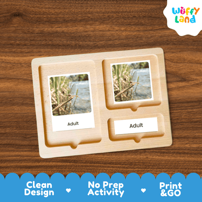 Mayfly Life Cycle Flashcards | Montessori 3 Part Cards Insect Activity