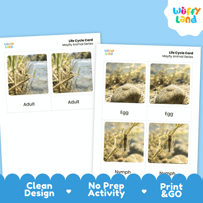 Mayfly Life Cycle Flashcards | Montessori 3 Part Cards Insect Activity