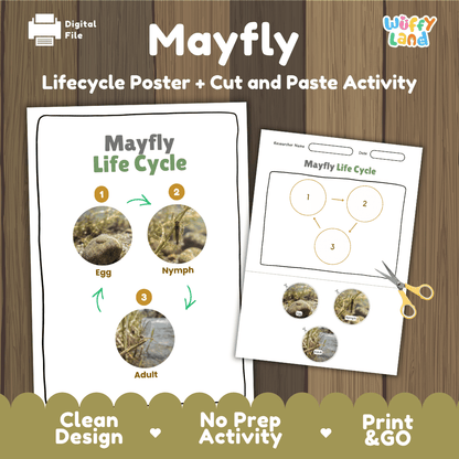 Mayfly Life Cycle Poster and Cut and Paste Activity Worksheets