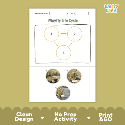Mayfly Life Cycle Poster and Cut and Paste Activity Worksheets