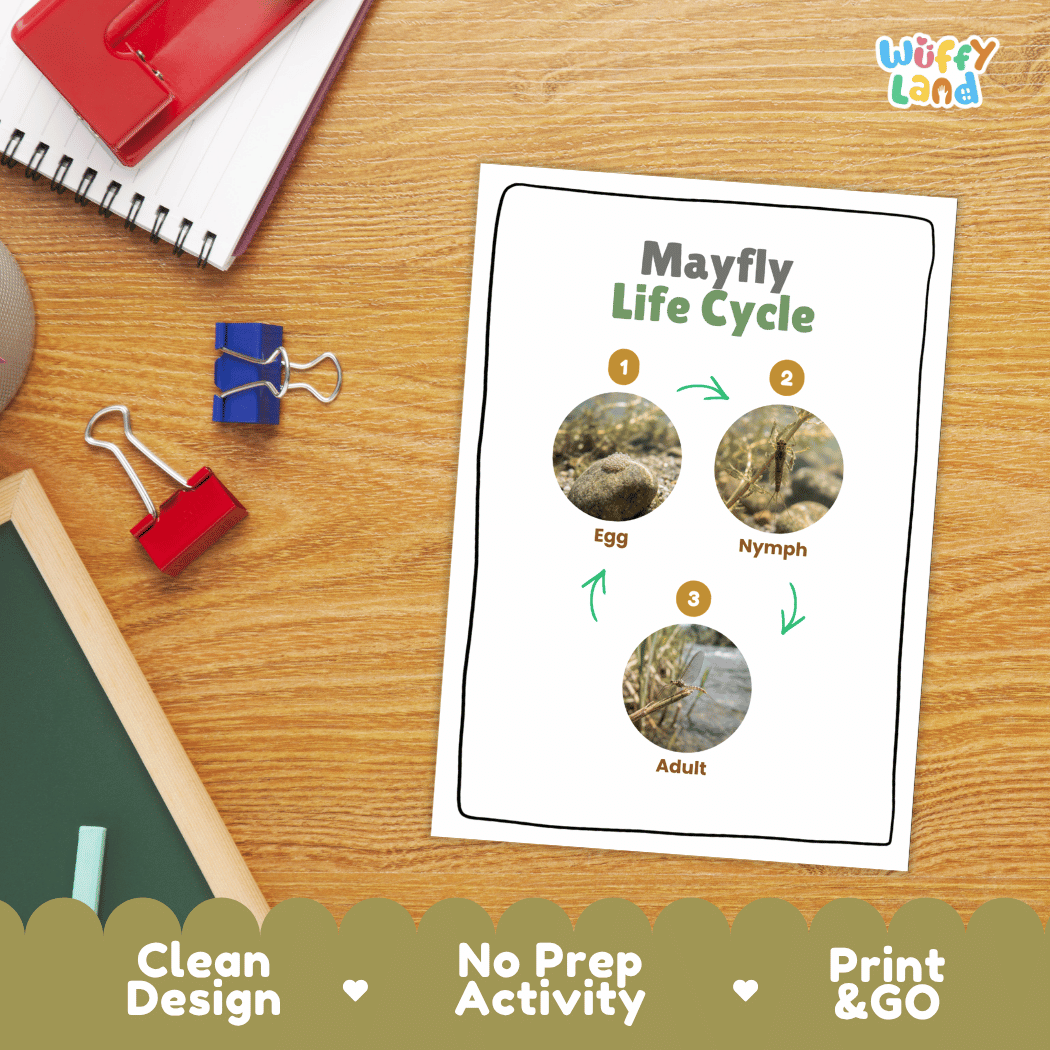 Mayfly Life Cycle Poster and Cut and Paste Activity Worksheets
