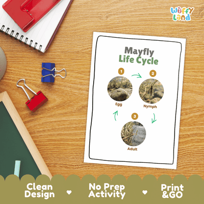 Mayfly Life Cycle Poster and Cut and Paste Activity Worksheets