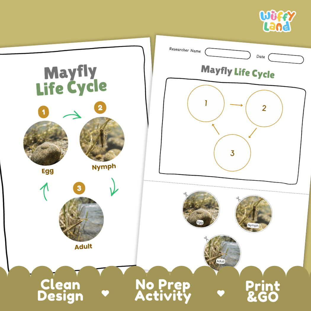 Mayfly Life Cycle Poster and Cut and Paste Activity Worksheets