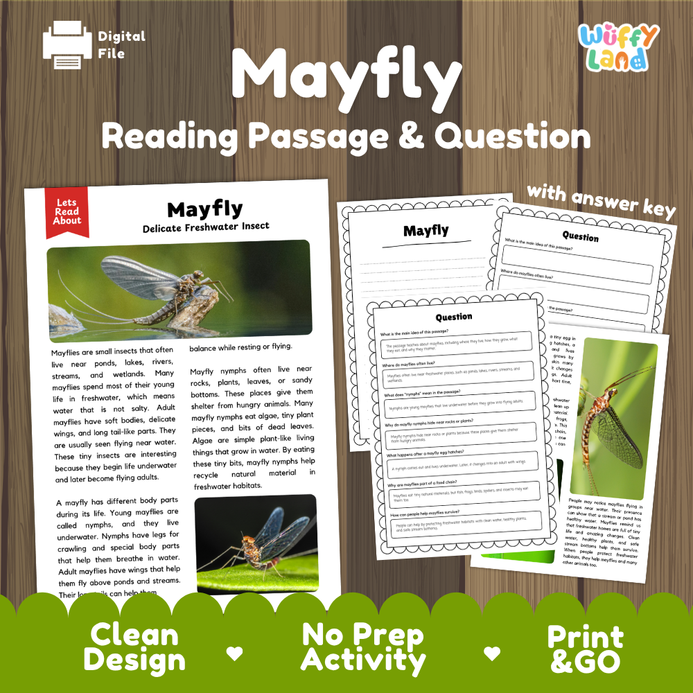 Mayfly Reading Passage and Comprehension Questions with Answer Key Worksheets