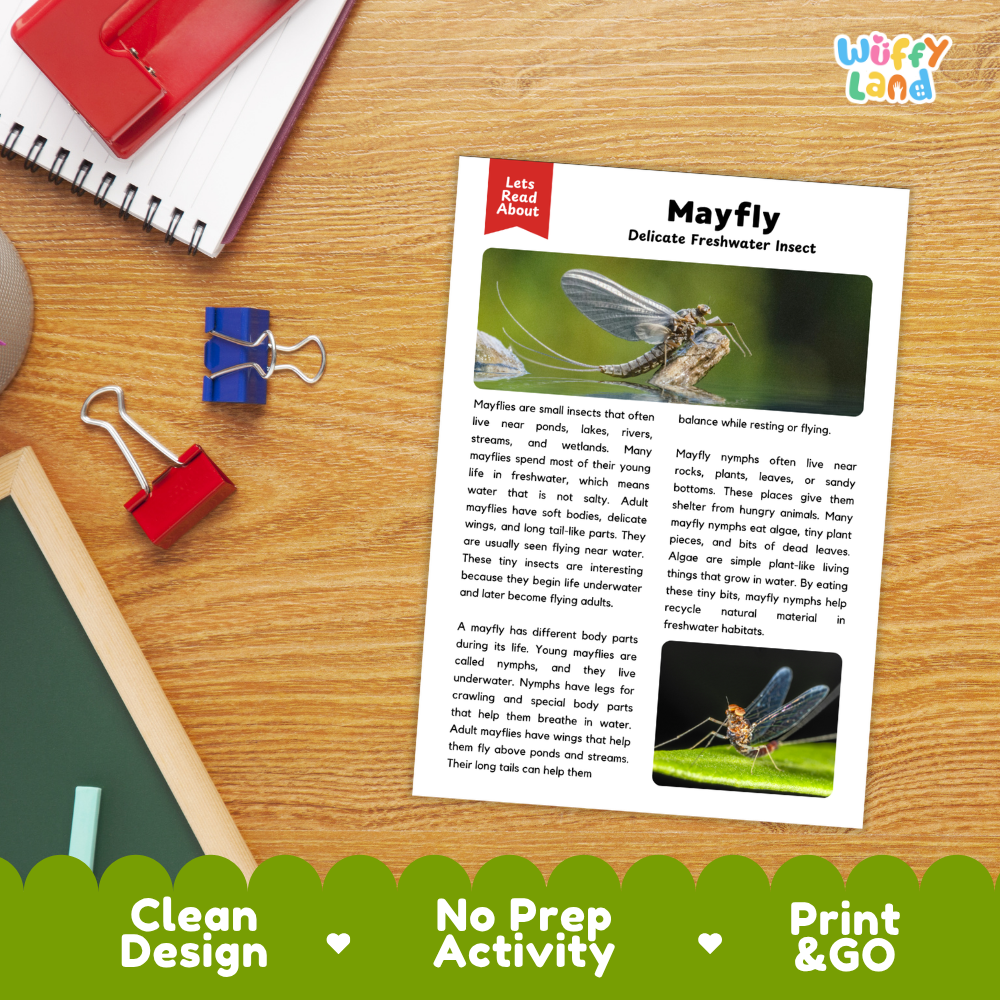 Mayfly Reading Passage and Comprehension Questions with Answer Key Worksheets