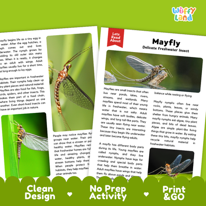 Mayfly Reading Passage and Comprehension Questions with Answer Key Worksheets