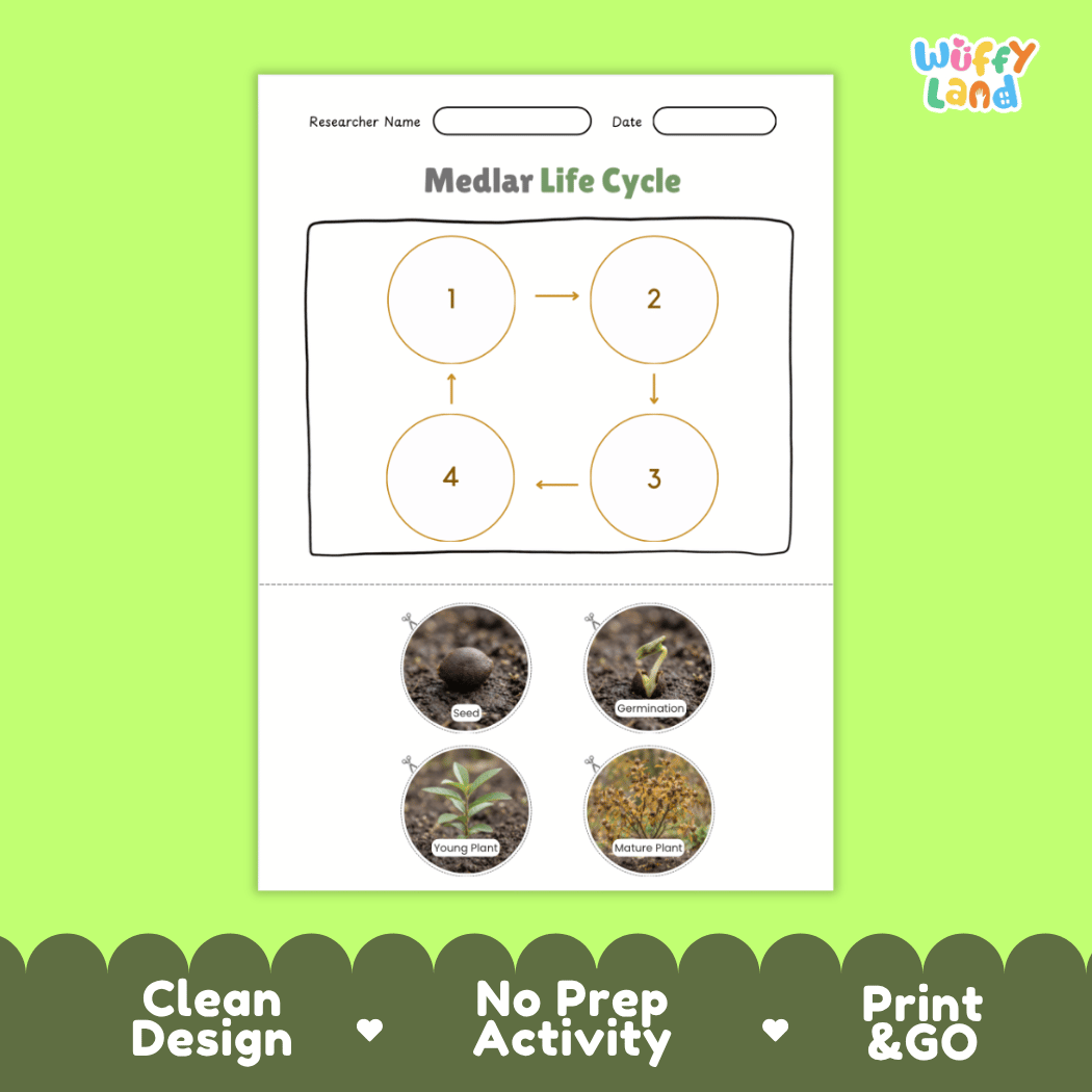 Educational reference chart poster showing the 4 stages of the medlar life cycle from seed and germination to young seedling and mature fruit tree